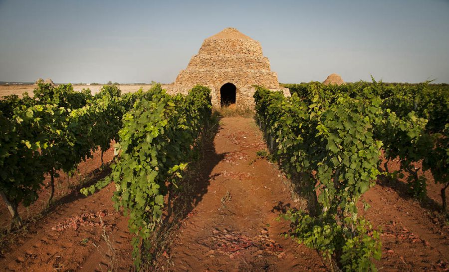 strada del vino salento