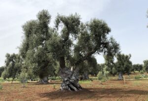 ulivi salento