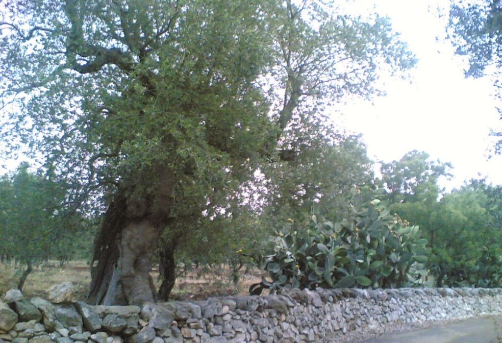Guida Salento