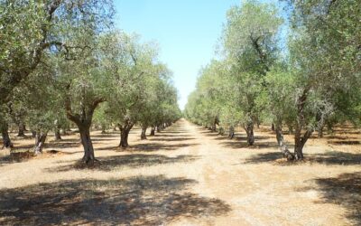 I frantoi ipogei del Salento: un viaggio sotterraneo tra storia e tradizione